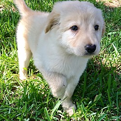 Photo of Golden Retriever Ellie Pup