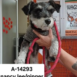 Photo of WAGS-Stray-14293
