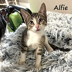 Thumbnail photo of Alfie #spotted-tummy #1