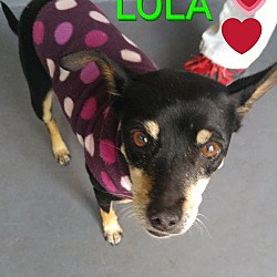 Thumbnail photo of Lola #2