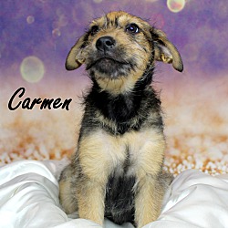 Thumbnail photo of Carmen~adopted! #2