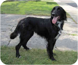 border setter dog