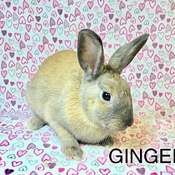Thumbnail photo of Ginger #1
