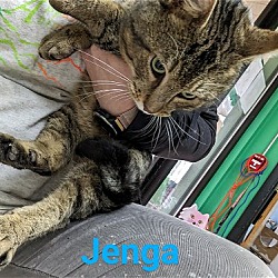 Photo of Jenga