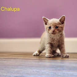 Photo of Chalupa