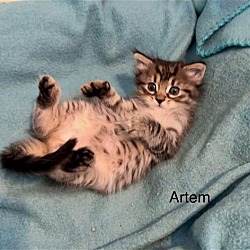 Thumbnail photo of Artem #3