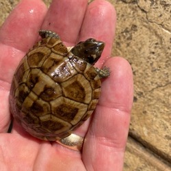 Thumbnail photo of Box turtle hatchling #1