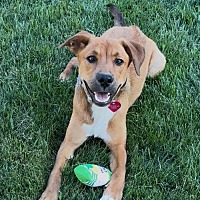 adopt a pet