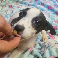 adopt a pet