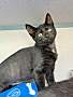 ABRACADABRA - Domestic Shorthair available for adoption