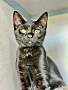 DALLAS - Domestic Shorthair available for adoption