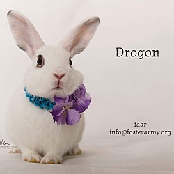 Thumbnail photo of Drogon #1