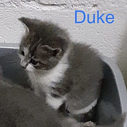 Thumbnail photo of Duke #2