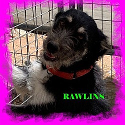 Thumbnail photo of RAWLINS #1