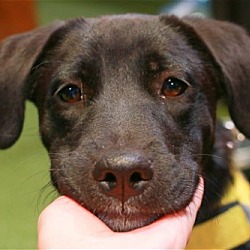 Thumbnail photo of Thia Black Lab puppy #4