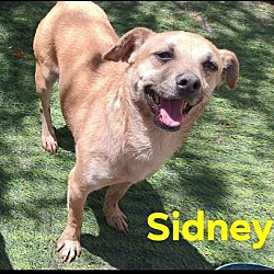 Thumbnail photo of Sidney #4