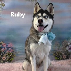 Thumbnail photo of Ruby #2