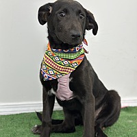 adopt a pet