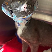 adopt a pet