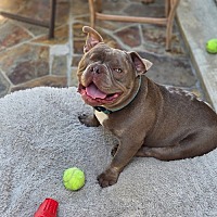 adopt a pet