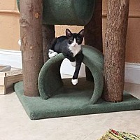 adopt a pet