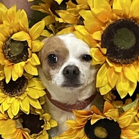 adopt-pet