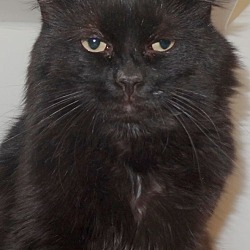 Thumbnail photo of JC--BLACK CATS RULE! #4