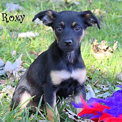 Thumbnail photo of Roxy ~ meet me! #1