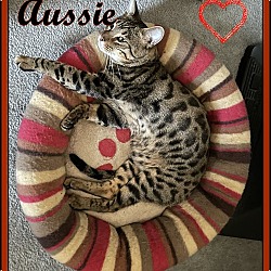 Thumbnail photo of AUSSIE #1
