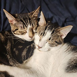 Thumbnail photo of Peregrine & Kestrel (Bonded Pa #1