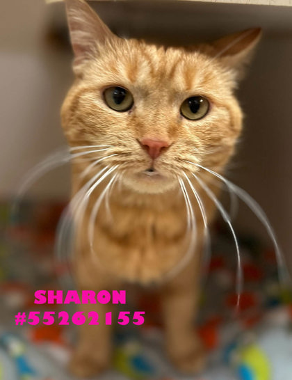 Photo of Sharon- Stray