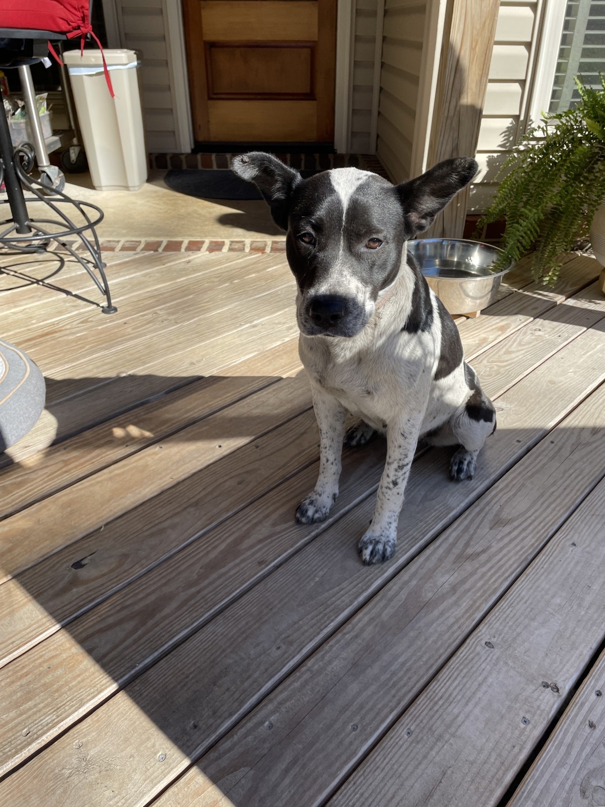 Adopt Hazel a White with Black Mutt / Mixed dog in Laurel, MS