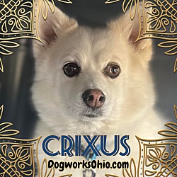 Thumbnail photo of Crixus #2