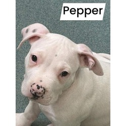 Thumbnail photo of Pepper #1