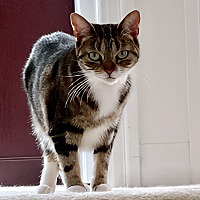 adopt-pet
