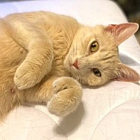 adopt a pet