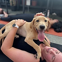adopt a pet