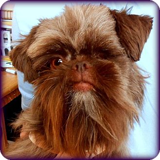 chocolate brussels griffon
