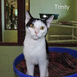 Thumbnail photo of Trinity #4