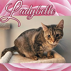 Photo of Ladybelle