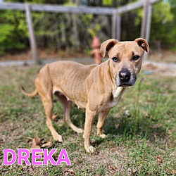 Thumbnail photo of Dreka #1