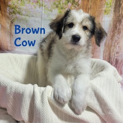 Photo of Brown cow