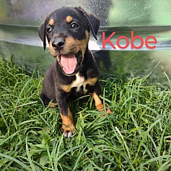 Thumbnail photo of Kobe 2 #3