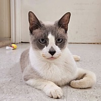 adopt a pet