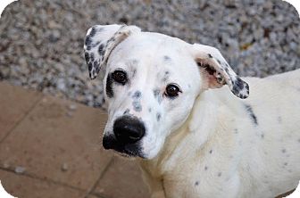 rat terrier dalmatian mix