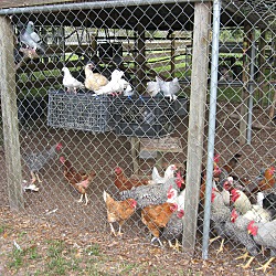 Thumbnail photo of Laying Hens #2