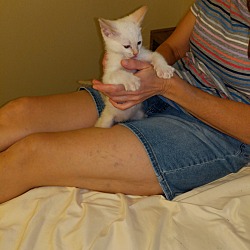 Thumbnail photo of Kitten #4