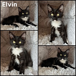 Photo of Elvin