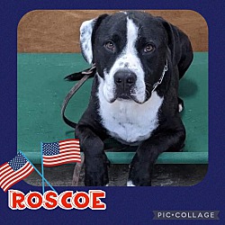 Thumbnail photo of Roscoe #1