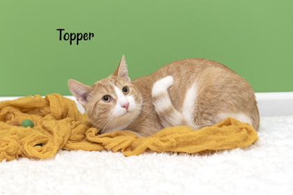 Photo of Topper